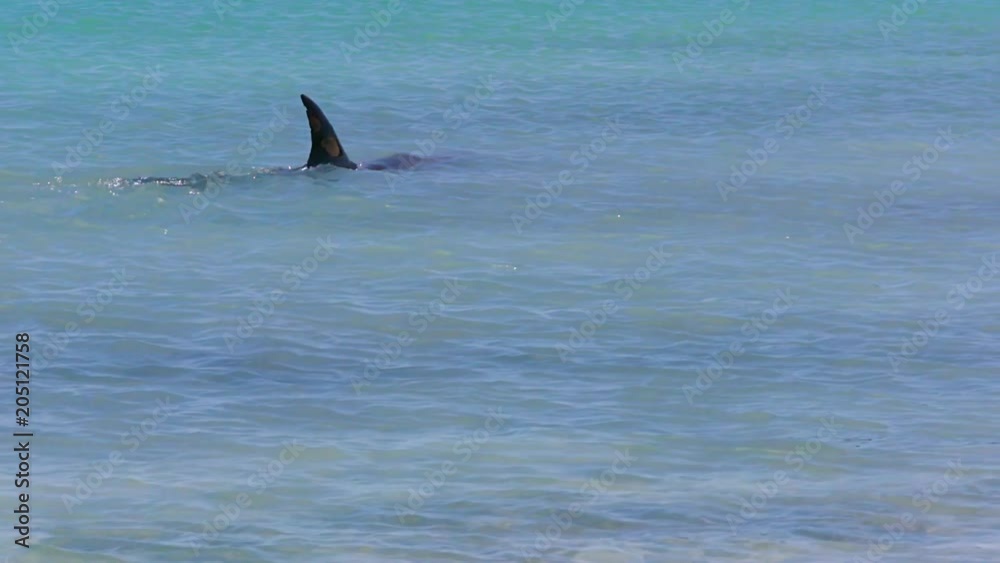 A medium shot of a dolphin's fin in the ocean in slow motion. Camera tracks the movement of the dolphin A medium shot of a dolphin's fin in the ocean in slow motion. Camera tracks the movement of the dolphin