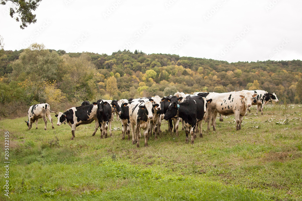 Animal Feeding, Eco Farming Concept. Outdoors Portrait of Herd of Black and White Cows Eating Green Grass