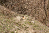 The bobak marmot (Marmota bobak), also known as the steppe marmot, who climbed out of the hole, to bask in the rays of spring sun