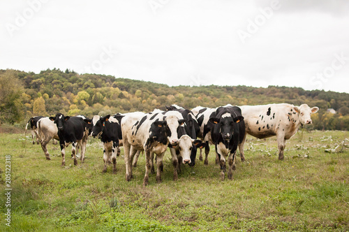 Outdoors Portrait of Herd of Black and White Cows Eating Green Grass. Animal Feeding, Eco Farming Concept