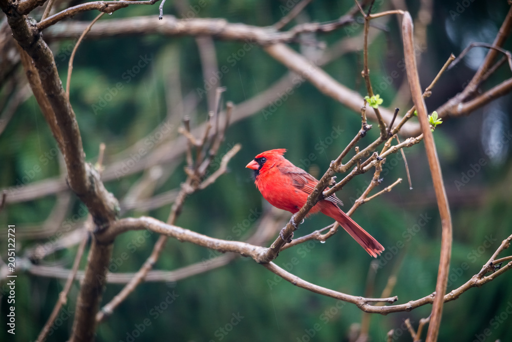 horizontal image male red cardinal sitting on tree branch, soft defocused background horizontal image male red cardinal sitting on tree branch, soft defocused background