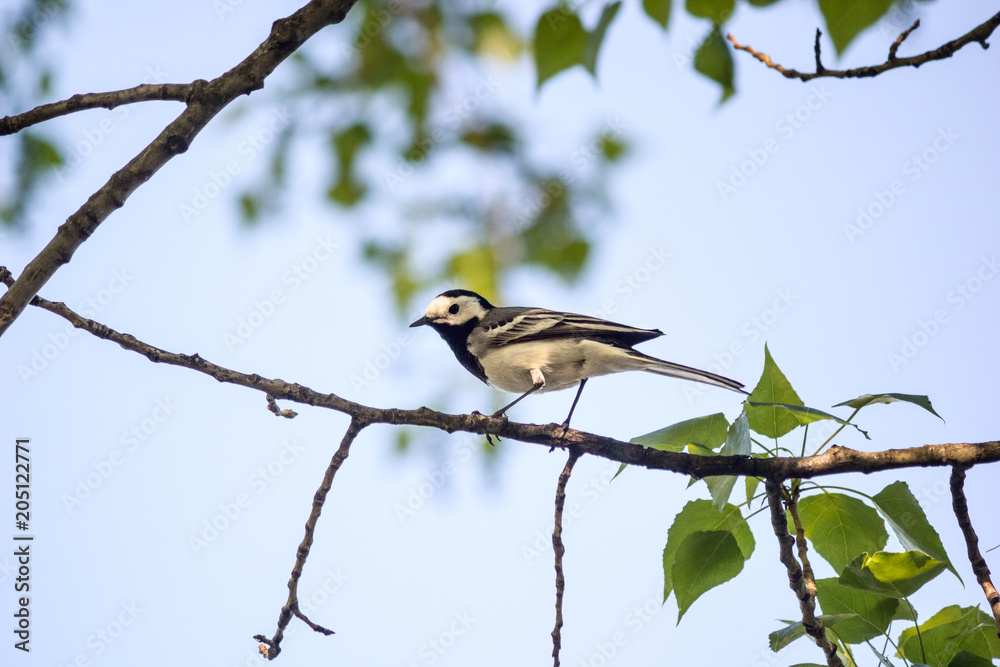 Wagtail sitting (Motacilla alba) on tree branch in the spring. The northeast of Ukraine Wagtail sitting (Motacilla alba) on tree branch in the spring. The northeast of Ukraine