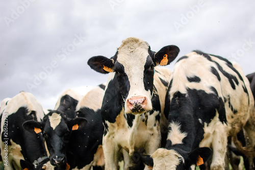 The Herd of Holstein Black and White Milk Cows Grazing on Pasture During Warm Sunny Day in the Summer