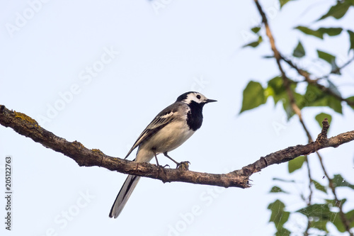 Wagtail sitting (Motacilla alba) on tree branch in the spring. The northeast of Ukraine