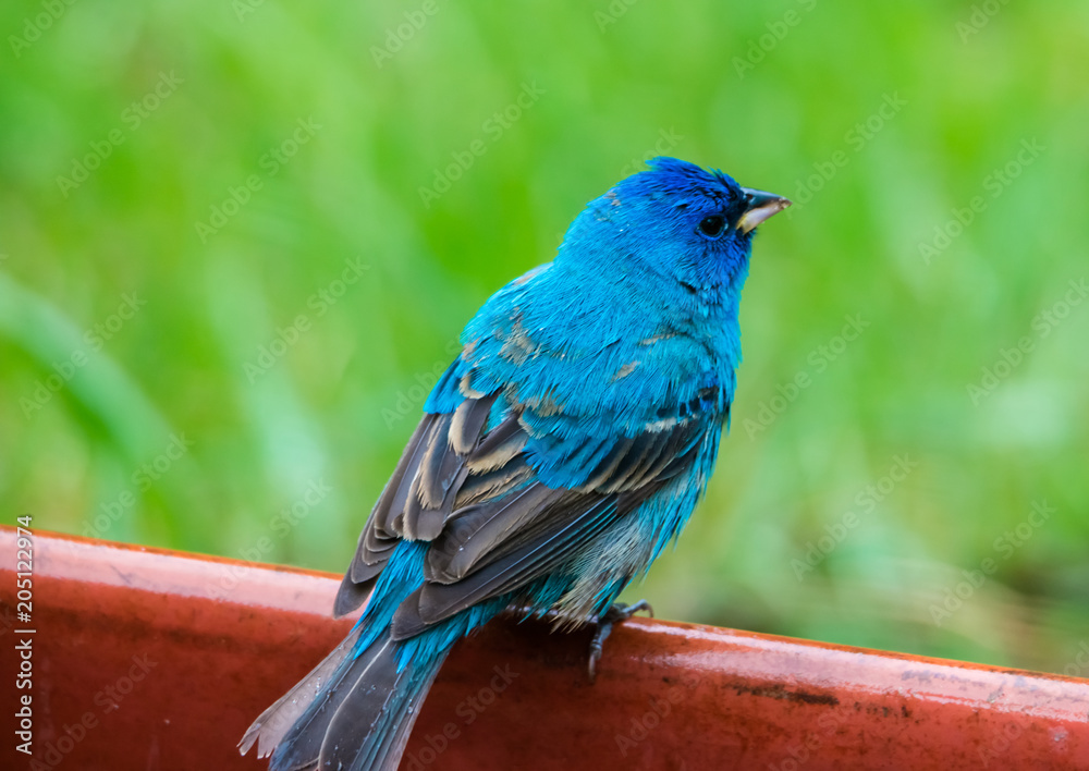 Indigo Bunting eating out of red wagon during his spring migration. 
