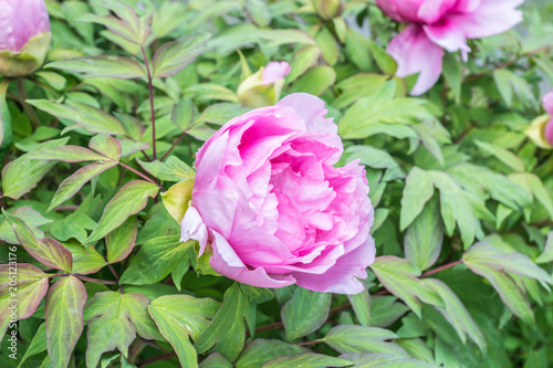 Rosa Pfingstrosen - Blüte  photo