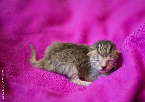 Newborn tabby kitten, adorable cat  background
