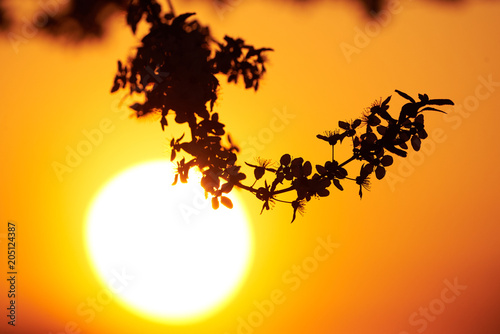 Flowering Tree silhouette