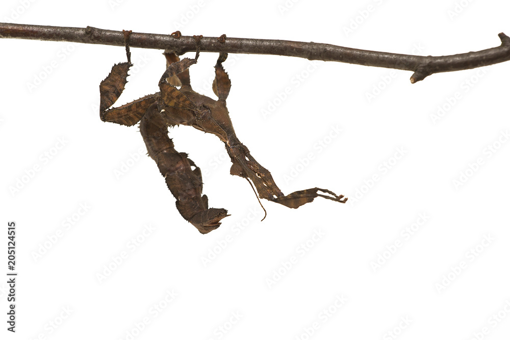 Giant prickly stick insect hanging on the branch. Extatosoma tiaratum isolated on white. 