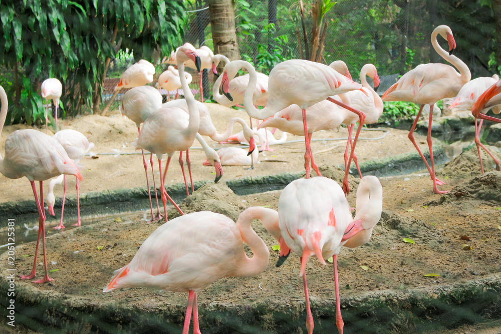 Flamingo group in the zoo Flamingo group in the zoo