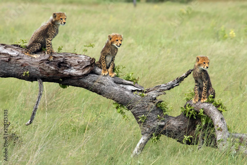 The cheetah (Acinonyx jubatus), also known as the hunting leopard, cubs on a slant dry tree. Cheetah cubs in okavango delta.