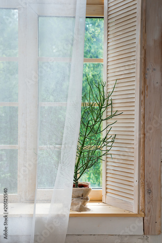 Glass windows with white curtains and flower in a pot photo