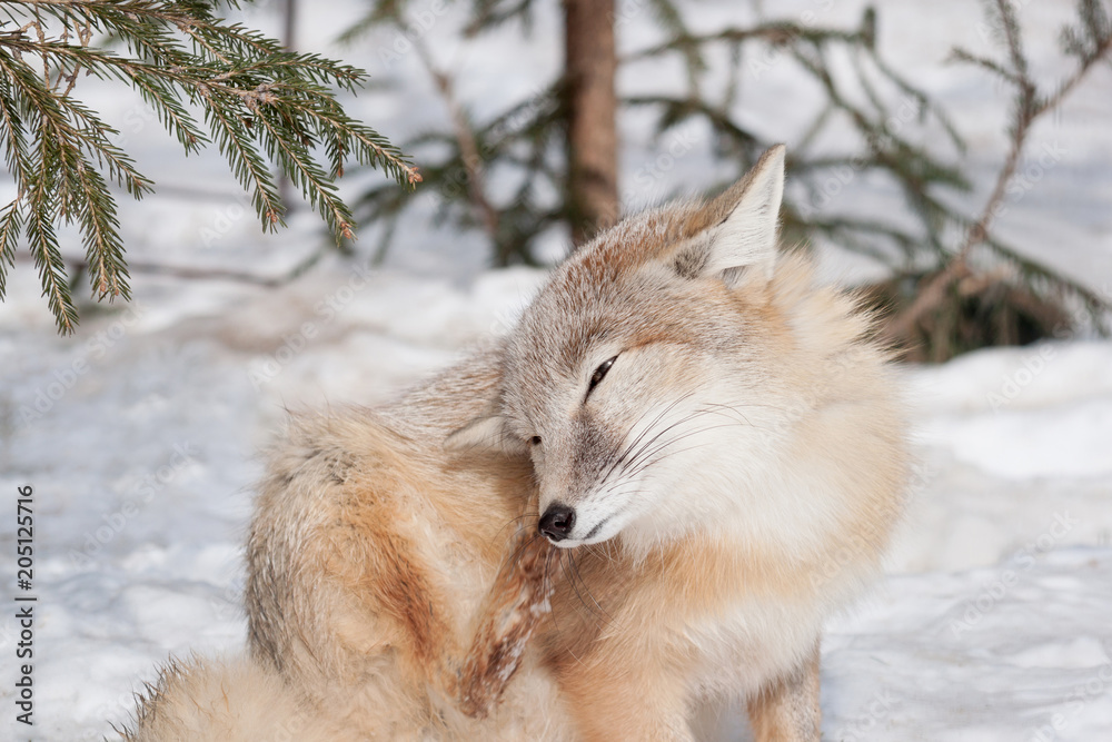 Fototapeta premium Young corsac fox scratches itself behind the ear. Animals in wildlife.