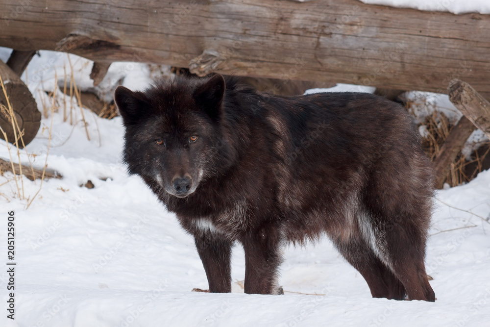 Fototapeta premium Wild black canadian wolf is standing on white snow. Canis lupus pambasileus.