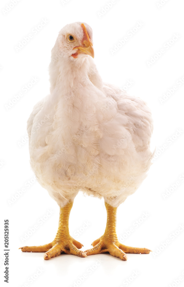 One white chicken