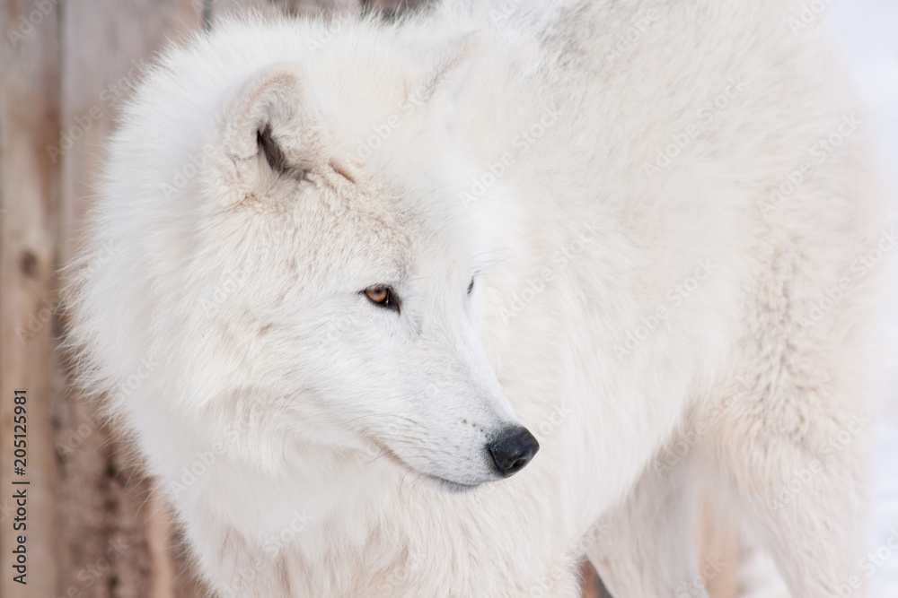 Wild arctic wolf close up. Animals in wildife. Polar wolf or white wolf.