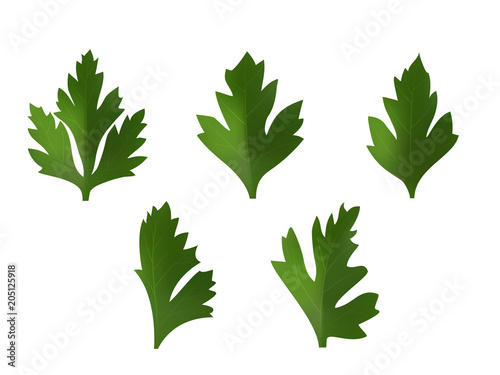 set of leaves of coriander or parsley. On white background. Realistic style. Vector illustration.