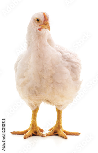 One white chicken