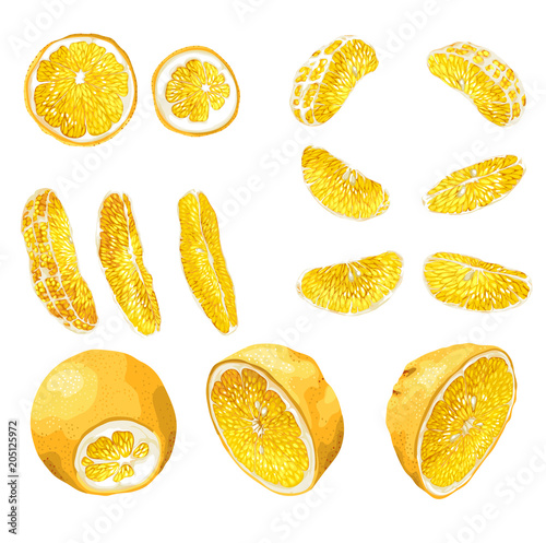 Big set with citrus fruit slices of different shapes such as circles, halves, 6 standart size slices and 3 long size bright slices. There are 14 elements