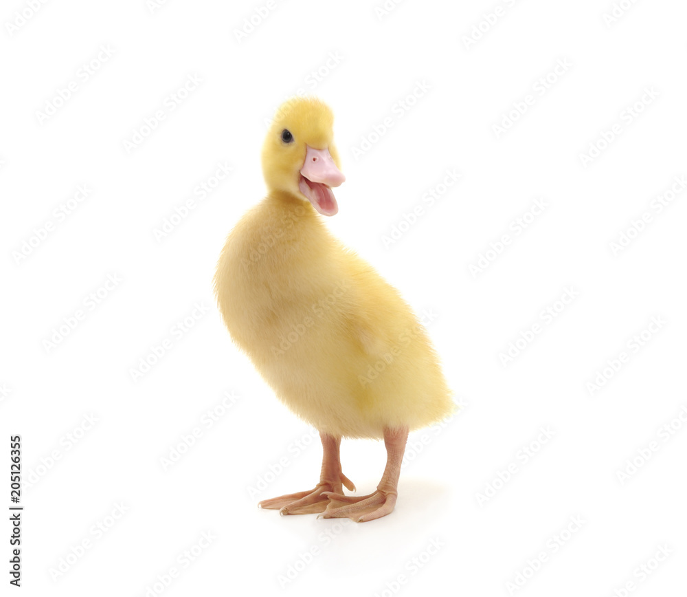 One yellow duckling. One yellow duckling.