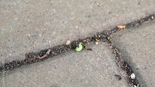 A group of ants attacks and eats a caterpillar in slow motion photo