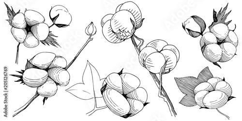 Cotton flower in a vector style isolated. Vector wildflower for background, texture, wrapper pattern, frame or border.