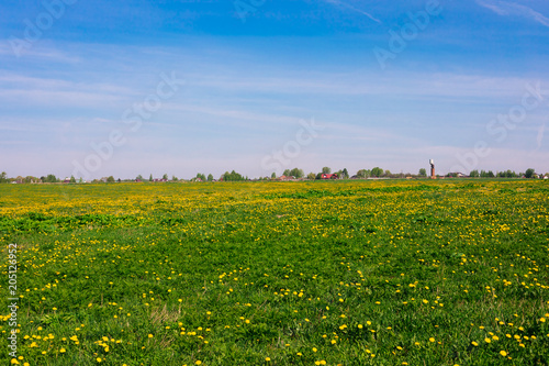 A field with yellow dandelions in the daylight, rural, countryside lanscape
