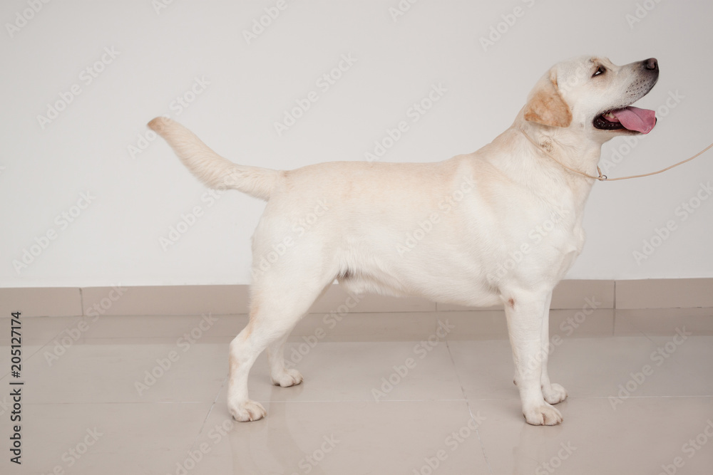 Labrador retriever is standing on a mirror flooring. Pet animals.