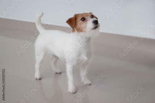 Cute jack russell terrier is standing on a mirror flooring.