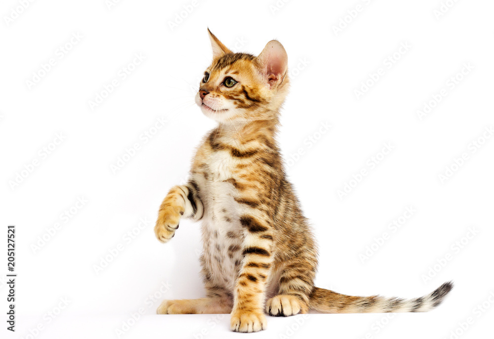 Bengal kitten on white background Bengal kitten on white background