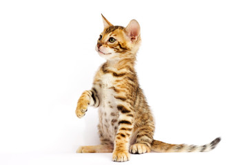 Bengal kitten on white background