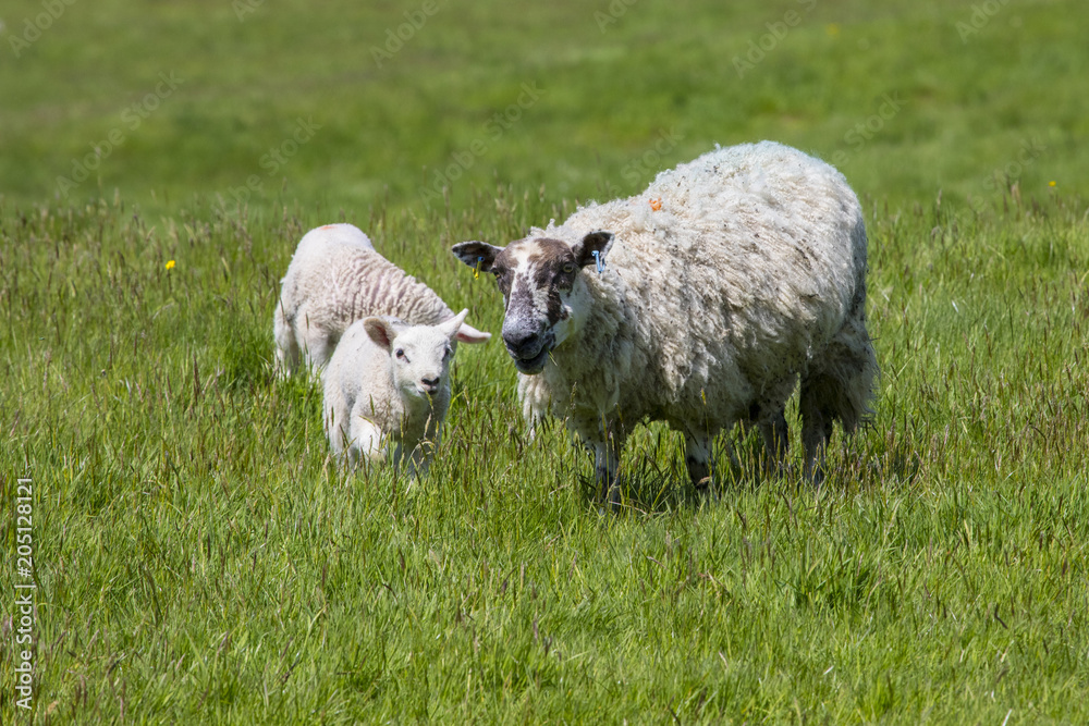 Obraz premium Sheep and Lamb