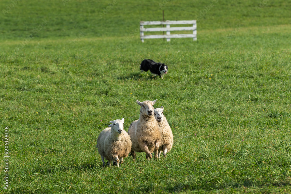 Obraz premium Sheep Dog Herds in Sheep (Ovis aries)