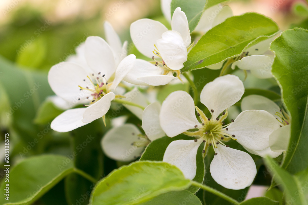 Blossoming branch of a fruit tree, flowering Apple trees, the awakening of nature Blossoming branch of a fruit tree, flowering Apple trees, the awakening of nature