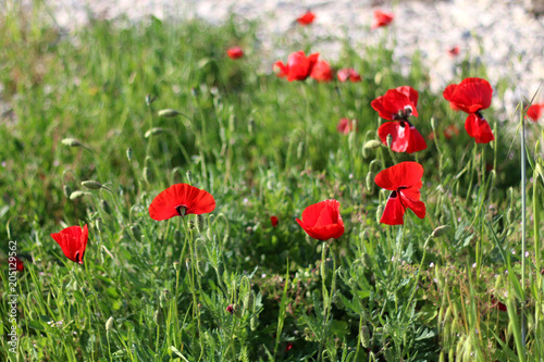 Poppies in a field  with beautiful green bokeh.
