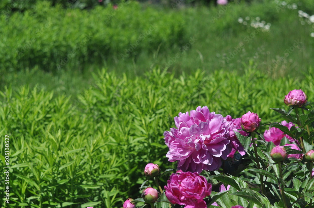 Obraz premium A flower of a pink peony on a background of green dense grass