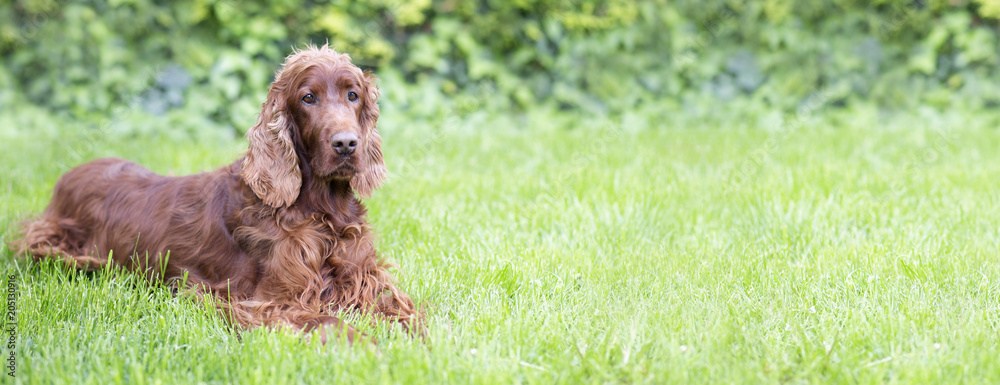 Cute Irish Setter dog looking in the grass - web banner with copy space