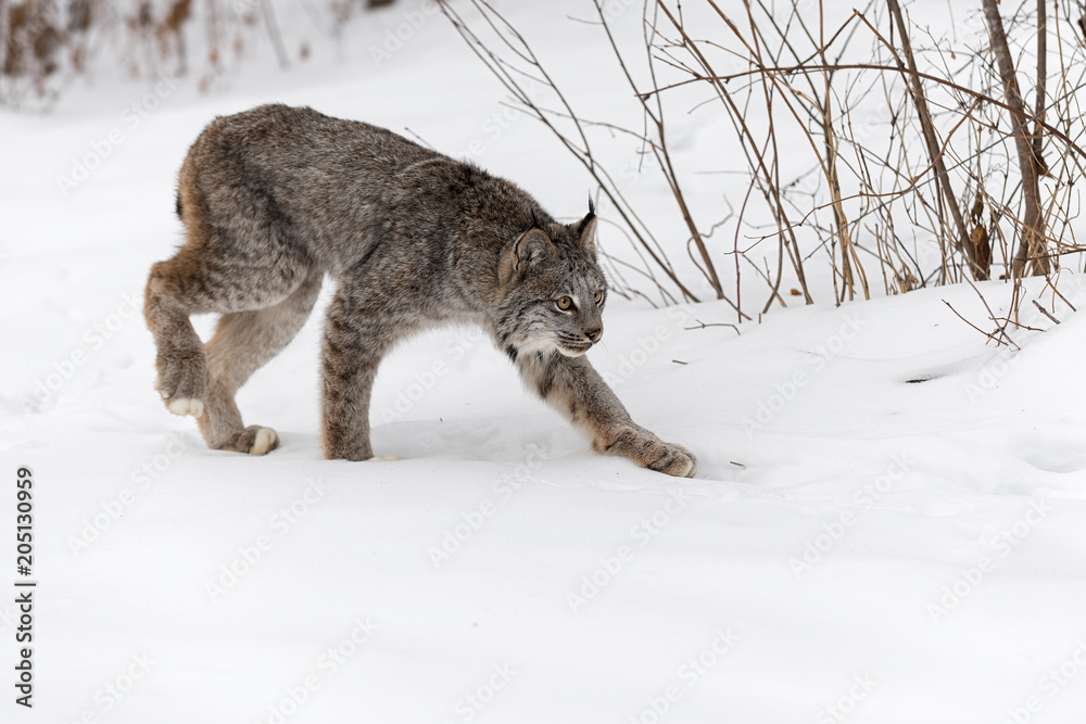 Fototapeta premium Canadian Lynx (Lynx canadensis) Stalks Right