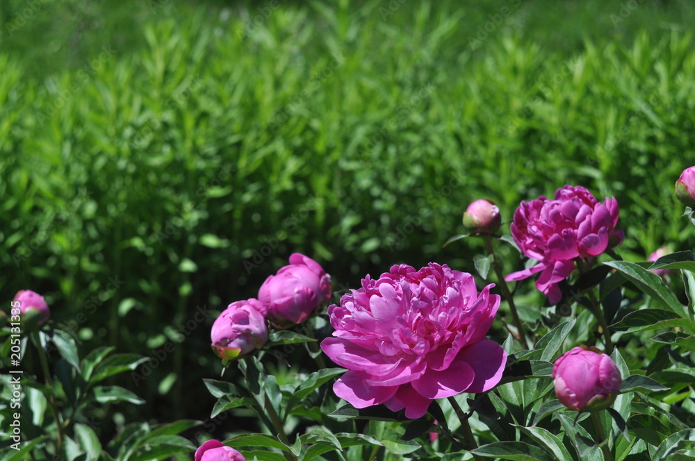 A flower of a pink peony on a background of green dense grass A flower of a pink peony on a background of green dense grass