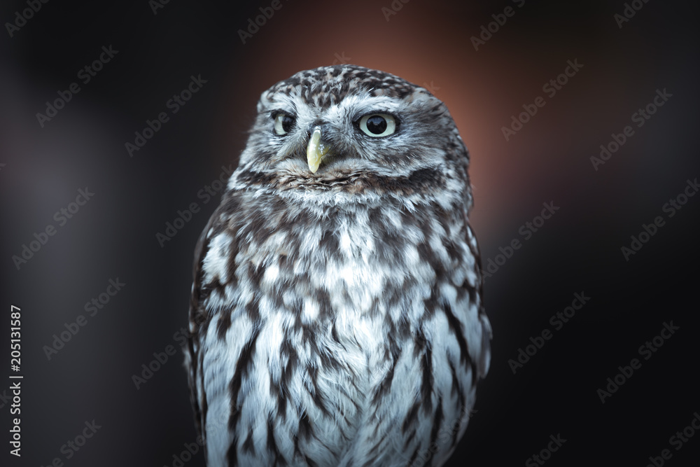 Little Owl sitting and looking around with negative space and bokeh