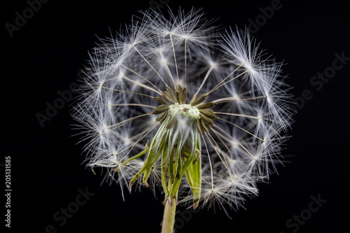 Fototapeta Naklejka Na Ścianę i Meble -  Seeds of dandelion in a close-up. Grain spread by the wind. Blowing on dandelions glad children of every generation.