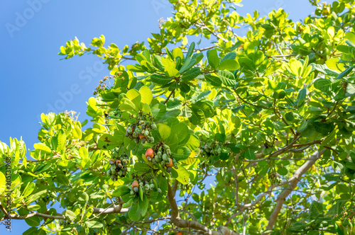 Cashew tree.