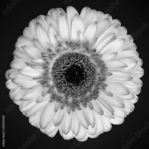 Black and white gerbera daisy blossom isolated on dark background, focus stacking, close up, ilford style. photo