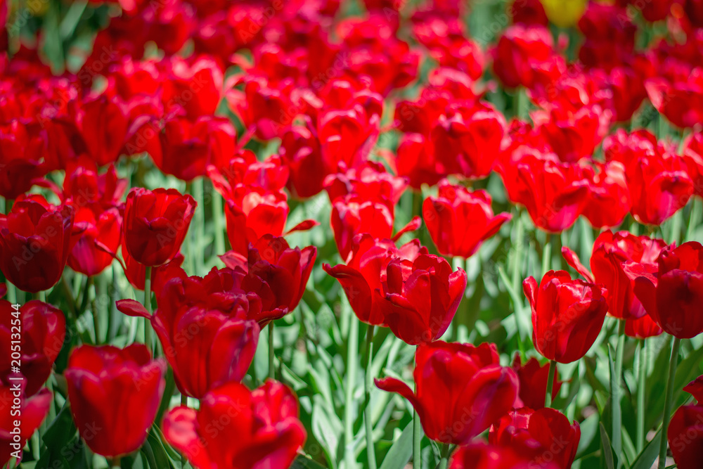 Colorgul tulips blooming in spring park