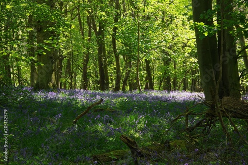 Bluebell wood in UK