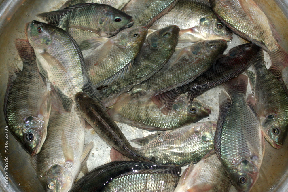 Tilapia in local market shop for sale to customers. Tilapia is the