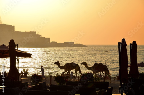 The camels on Jumeirah beach and sea in the backround ,Dubai, United Arab Emirates