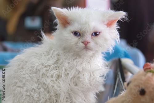 Fotografie Cute white Selkirk Rex kitten.