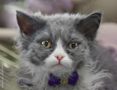 Cute grey Selkirk Rex kitten. photo