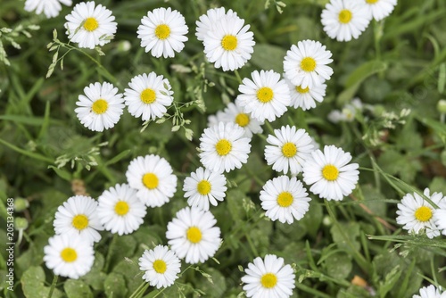 white flowers from above